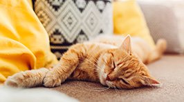 Immunsystem der Katze stärken – Tipps für mehr Abwehrkraft