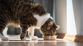 Katzen gesunde Ernährung – So sorgen Sie für das Wohl Ihrer Katze
