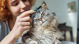 Fellpflege für die Katze: Tipps für ein gesundes, glänzendes Fell