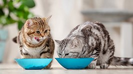 Vitamine für Katzen – So versorgen Sie Ihre Katze optimal