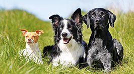 Parasiten, Zecken & Flöhe beim Hund erkennen und vorbeugen