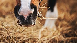 Ernährung des Pferdes: Was fressen Pferde?
