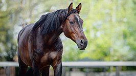 Selenmangel beim Pferd – Ursachen, Symptome und Behandlung
