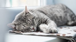Probiotika Katze – Wie gesunde Darmbakterien das Wohlbefinden fördern