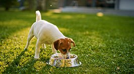 Probiotika für Ihren Hund: Die unsichtbaren Helfer für ein gesundes Hundeleben