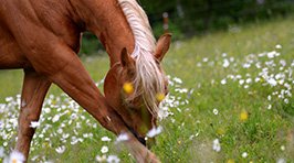 Sommerekzem beim Pferd: Was hilft wirklich?